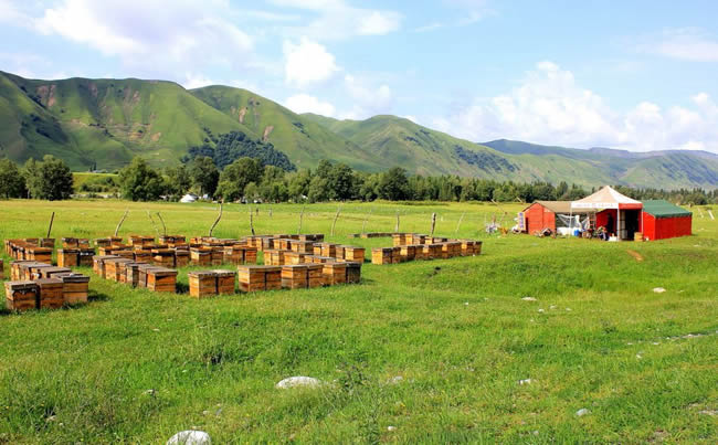 養(yǎng)蜂場(chǎng)怎么飼喂蜜蜂? 養(yǎng)蜂場(chǎng)怎么飼喂蜜蜂?