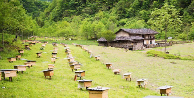 養(yǎng)蜂場(chǎng)怎么飼喂蜜蜂? 養(yǎng)蜂場(chǎng)怎么飼喂蜜蜂?