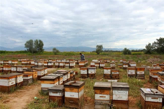 養(yǎng)蜂場(chǎng)怎么飼喂蜜蜂? 養(yǎng)蜂場(chǎng)怎么飼喂蜜蜂?