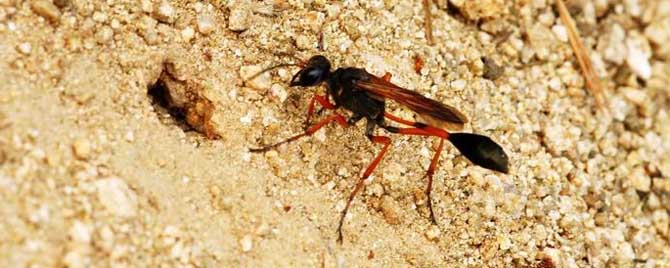 細腰蜂是益蟲還是害蟲