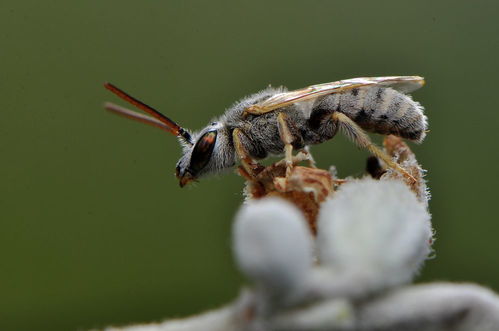 工蜂回巢很急躁是什么原因(為什么工蜂會急躁) 工蜂回巢很急躁是什么原因(為什么工蜂會急躁)