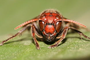 工蜂回巢很急躁是什么原因(為什么工蜂會急躁) 工蜂回巢很急躁是什么原因(為什么工蜂會急躁)