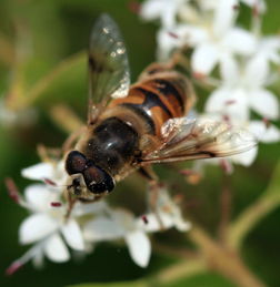 定地飼養金喀蜂好還是松丹一號好(哪種蜜蜂最好養) 定地飼養金喀蜂好還是松丹一號好(哪種蜜蜂最好養)
