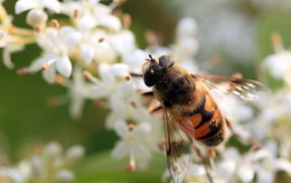定地飼養金喀蜂好還是松丹一號好(哪種蜜蜂最好養) 定地飼養金喀蜂好還是松丹一號好(哪種蜜蜂最好養)