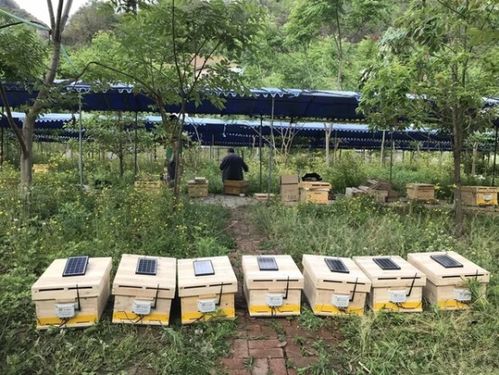 養蜂場與養蜂場之間應該多大距離(兩個蜂場的距離多遠合適) 養蜂場與養蜂場之間應該多大距離(兩個蜂場的距離多遠合適)