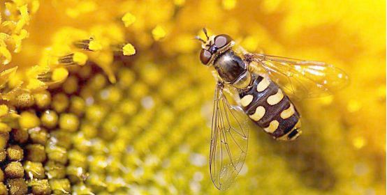工蜂不出勤脾上也沒有糖是什么病(蜂群不做脾也沒有存蜜是什么原因) 工蜂不出勤脾上也沒有糖是什么病(蜂群不做脾也沒有存蜜是什么原因)