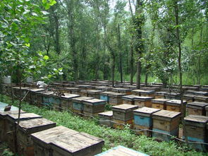 種蜂場是干嘛的(蜜蜂種蜂場) 種蜂場是干嘛的(蜜蜂種蜂場)