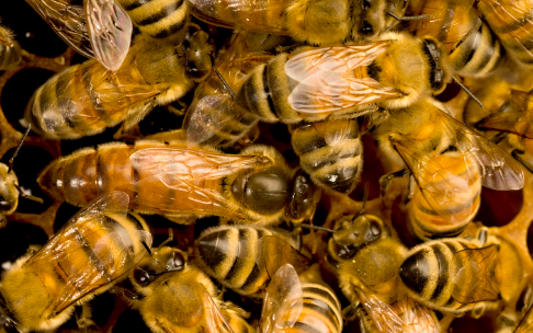 處女王一般下午幾點交尾(處女王一般什么時候婚飛) 處女王一般下午幾點交尾(處女王一般什么時候婚飛)