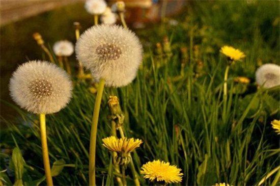 蒲公英什么時(shí)候開花? 蒲公英什么時(shí)候開花?