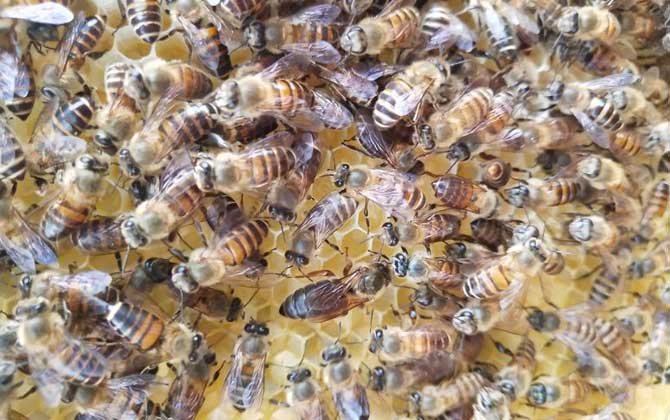 蜜蜂最少多少只工蜂才能發展 蜜蜂最少多少只工蜂才能發展