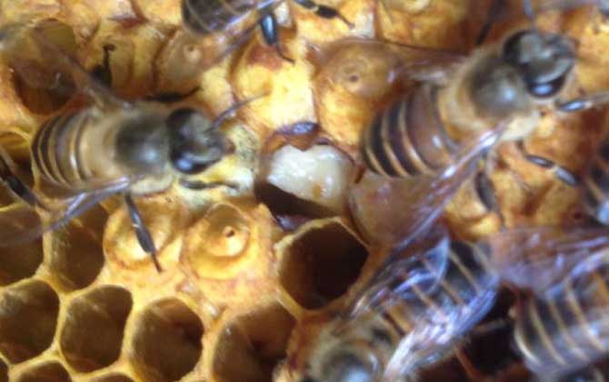 蜜蜂最少多少只工蜂才能發展 蜜蜂最少多少只工蜂才能發展