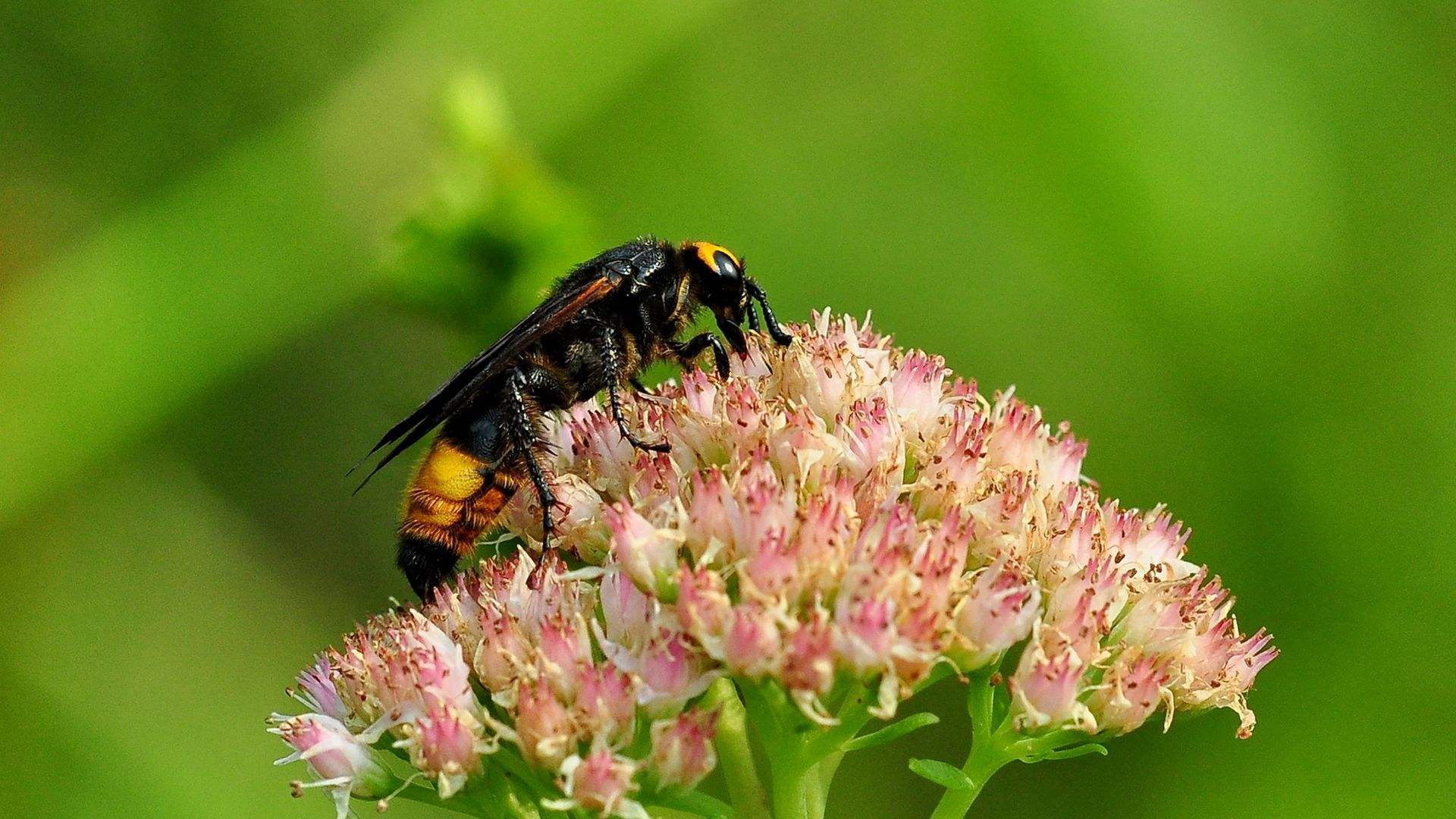 黃蜂的毒液是酸性還是堿性(黃蜂毒液性狀和被蟄后的應急處理) 黃蜂的毒液是酸性還是堿性(黃蜂毒液性狀和被蟄后的應急處理)