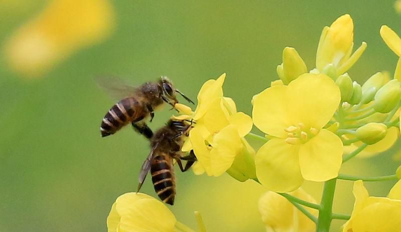 在農村養殖蜜蜂賺錢嗎？