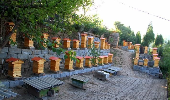 在農村養殖蜜蜂賺錢嗎？