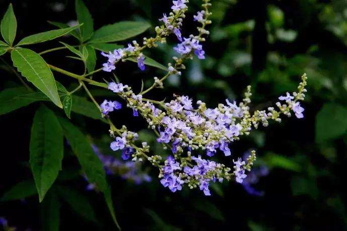 在農村養殖蜜蜂賺錢嗎？