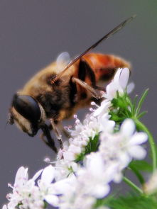 蜜蜂蜂王是普通蜜蜂的幾倍大(蜂王是幾倍體的生物) 蜜蜂蜂王是普通蜜蜂的幾倍大(蜂王是幾倍體的生物)