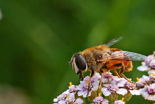 蜜蜂蜂王是普通蜜蜂的幾倍大(蜂王是幾倍體的生物) 蜜蜂蜂王是普通蜜蜂的幾倍大(蜂王是幾倍體的生物)