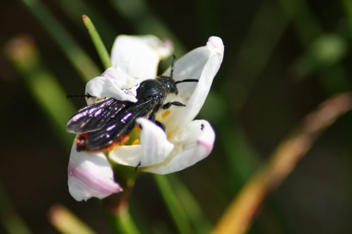黑腹虎頭蜂(黑尾虎頭蜂) 黑腹虎頭蜂
