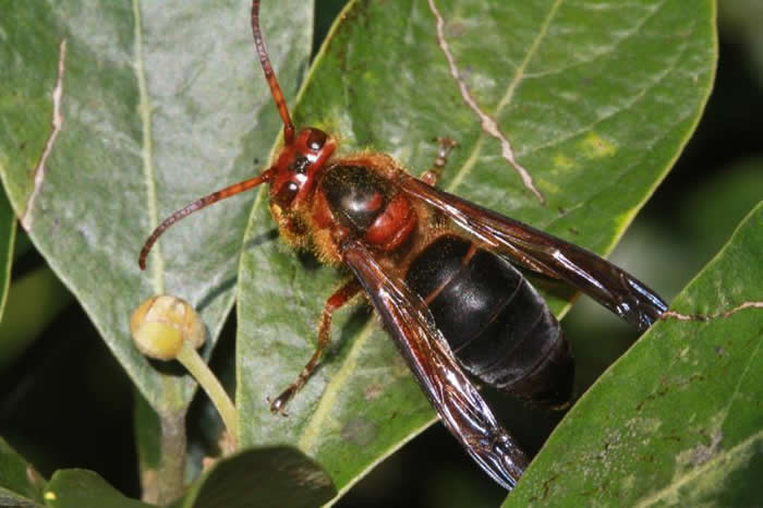 黑腹虎頭蜂(黑尾虎頭蜂) 黑腹虎頭蜂