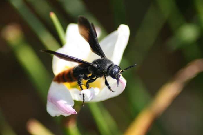 黑腹虎頭蜂(黑尾虎頭蜂) 黑腹虎頭蜂
