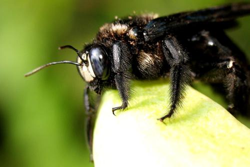 黑色竹蜂 黑色竹蜂