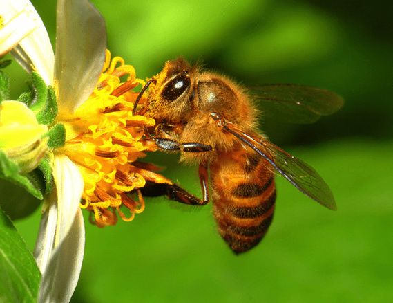 蜜蜂養(yǎng)殖需要掌握哪些知識? 蜜蜂養(yǎng)殖需要掌握哪些知識?