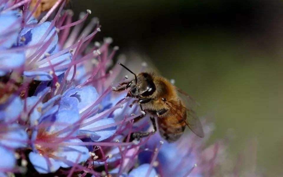 蜜蜂養(yǎng)殖需要掌握哪些知識? 蜜蜂養(yǎng)殖需要掌握哪些知識?