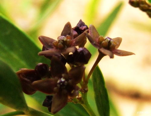 老瓜頭是什么植物 老瓜頭是什么植物