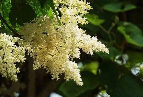 中蜂的四大蜜源植物有哪些？(常見的中蜂蜜源)