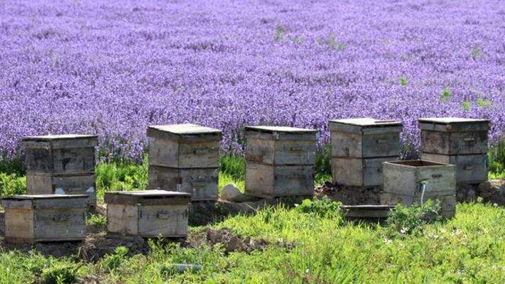 新手養(yǎng)蜂如何換王？
