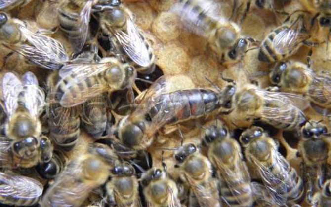 東北黑蜂買賣 東北黑蜂買賣