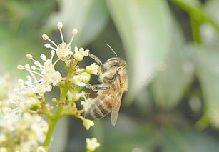 新手養蜂如何過冬（養蜂冬季應該注意什么）