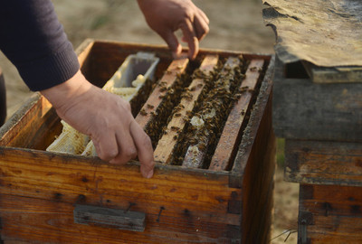 阿壩中蜂秋天幾月斷子(秋末蜂群斷子的時(shí)間) 阿壩中蜂秋天幾月斷子(秋末蜂群斷子的時(shí)間)