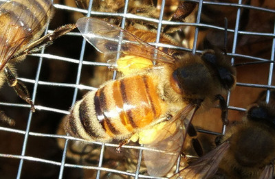 阿壩中蜂秋天幾月斷子(秋末蜂群斷子的時(shí)間) 阿壩中蜂秋天幾月斷子(秋末蜂群斷子的時(shí)間)