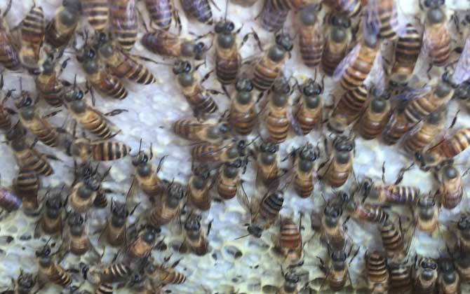 工蜂產卵和蜂王產卵的區別? 工蜂