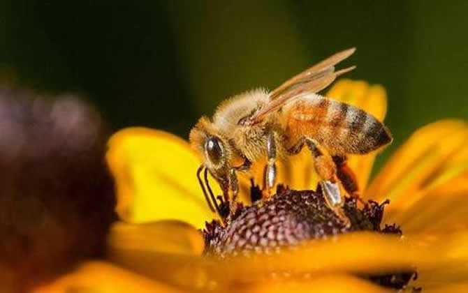 工蜂產卵和蜂王產卵的區別? 工蜂