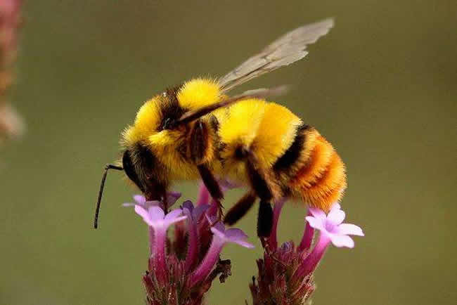 我國蜜蜂種類及特點(diǎn)