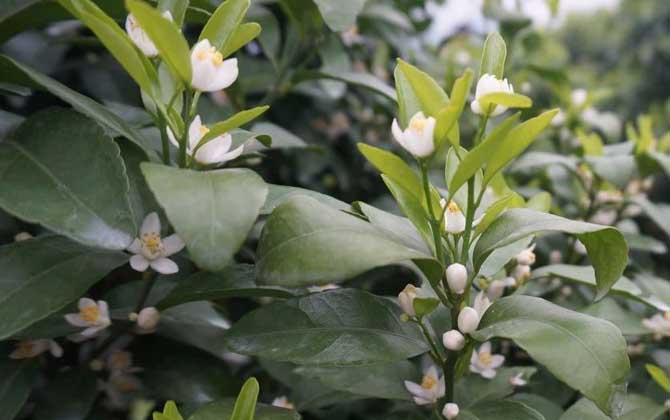 柑橘樹(shù)的地理分布（柑橘樹(shù)什么時(shí)候開(kāi)花）