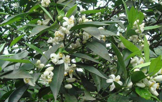 柑橘樹(shù)的地理分布（柑橘樹(shù)什么時(shí)候開(kāi)花）