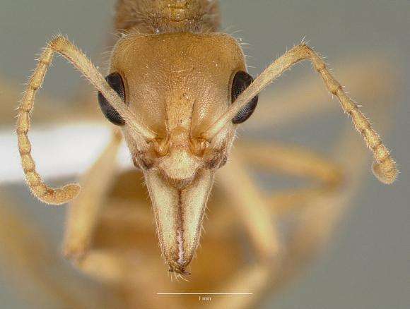 螞蟻的知識(shí)有哪些（螞蟻的特點(diǎn)和本領(lǐng)及相關(guān)知識(shí)）