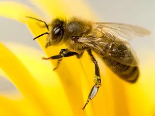 一個蜂場可以養(yǎng)300箱意蜂嗎(一個地方最多養(yǎng)多少箱蜜蜂) 一個蜂場可以養(yǎng)300箱意蜂嗎(一個地方最多養(yǎng)多少箱蜜蜂)