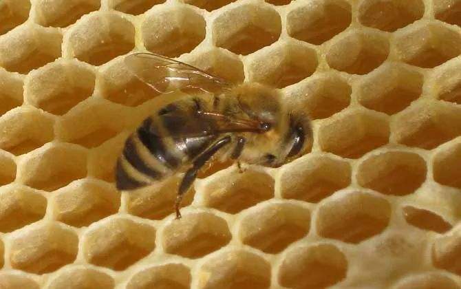 巢蟲在哪個季節最多? 巢蟲在哪個季節最多?