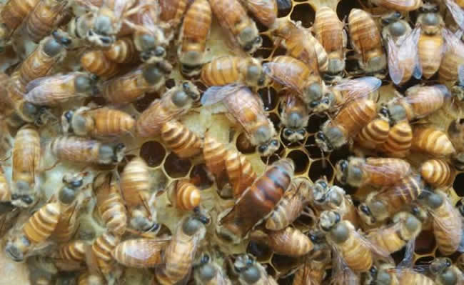 養(yǎng)蜂人如何選購(gòu)種蜂王? 養(yǎng)蜂人如何選購(gòu)種蜂王?