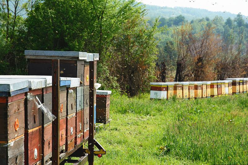 蜜蜂中的蜂王是什么性別(蜂王跟蜜蜂有什么區(qū)別) 蜜蜂中的蜂王是什么性別(蜂王跟蜜蜂有什么區(qū)別)