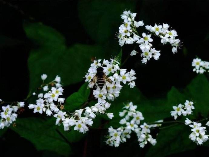 蜜蜂弱群如何發展為強群？