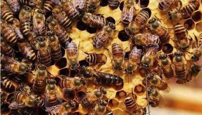 【蜜蜂養(yǎng)殖】什么是巢蟲清木片? 什么是巢蟲清木片?