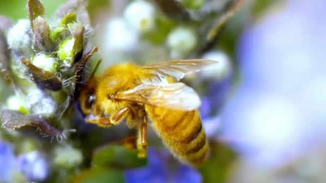 【蜜蜂養(yǎng)殖】什么是巢蟲清木片? 什么是巢蟲清木片?