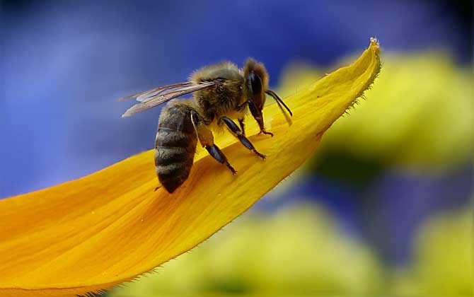 怎么辨認(rèn)是不是偵查蜂? 偵查蜂