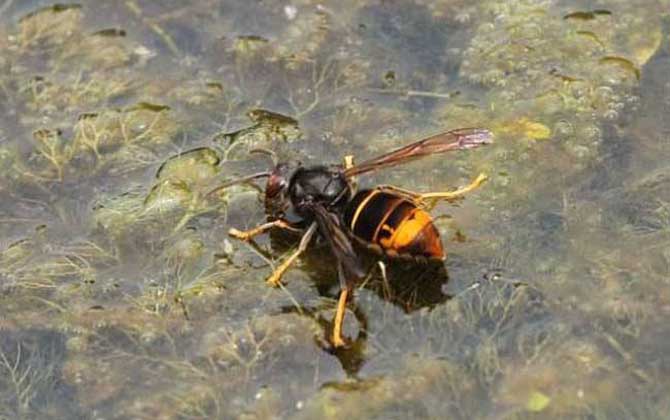 中國大虎頭蜂種類(虎頭蜂的種類介紹) 中國大虎頭蜂種類(虎頭蜂的種類介紹)