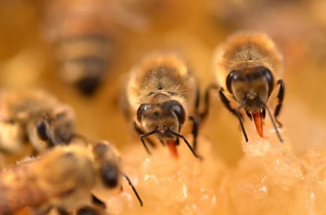 大蜂場如何大批量組織交尾群(蜜蜂養殖,如何組建交尾群) 大蜂場如何大批量組織交尾群(蜜蜂養殖,如何組建交尾群)